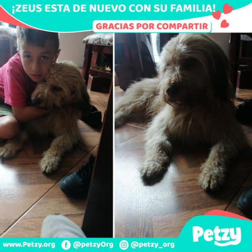 Foto de mascota Zeus