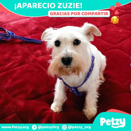 Foto de mascota Zuzie