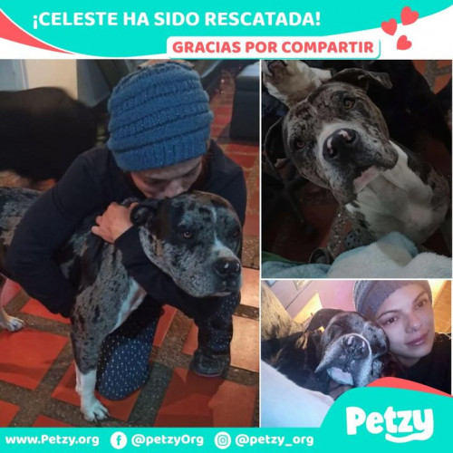 Foto de mascota Celeste