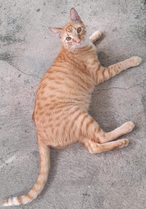 Michi