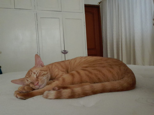 Michi