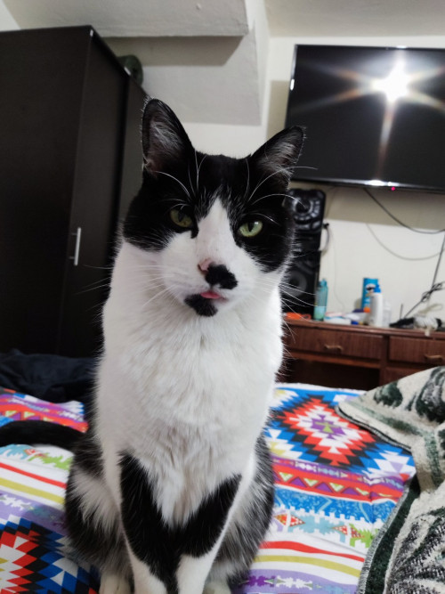 Mateo