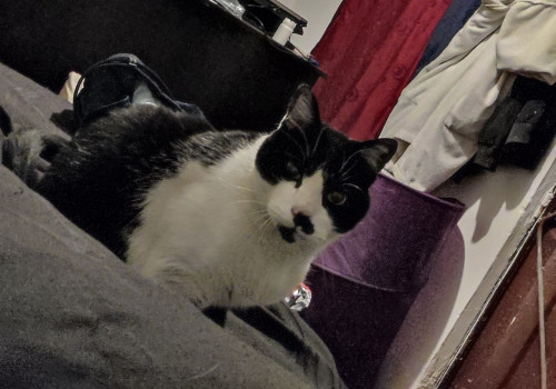 Mateo