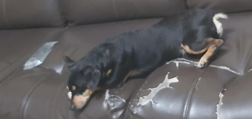 Toby