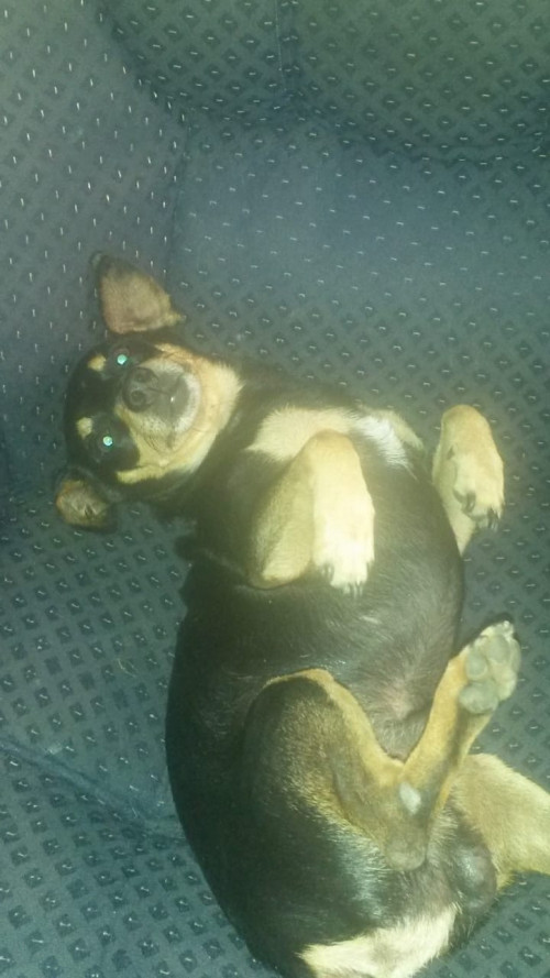 Toby