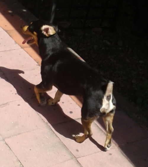 Toby
