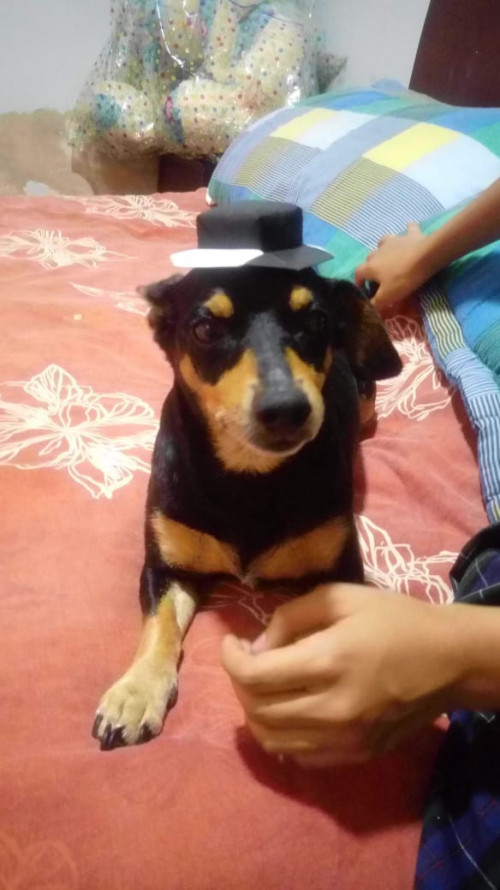 Toby