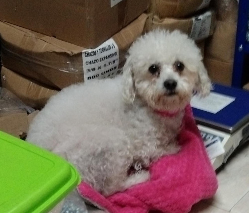 Kima