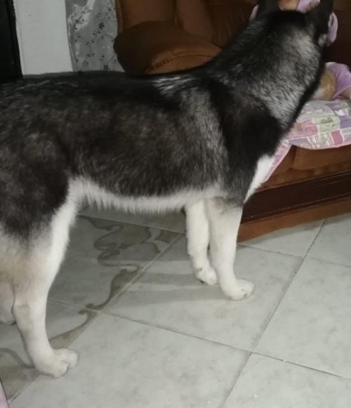 Balto