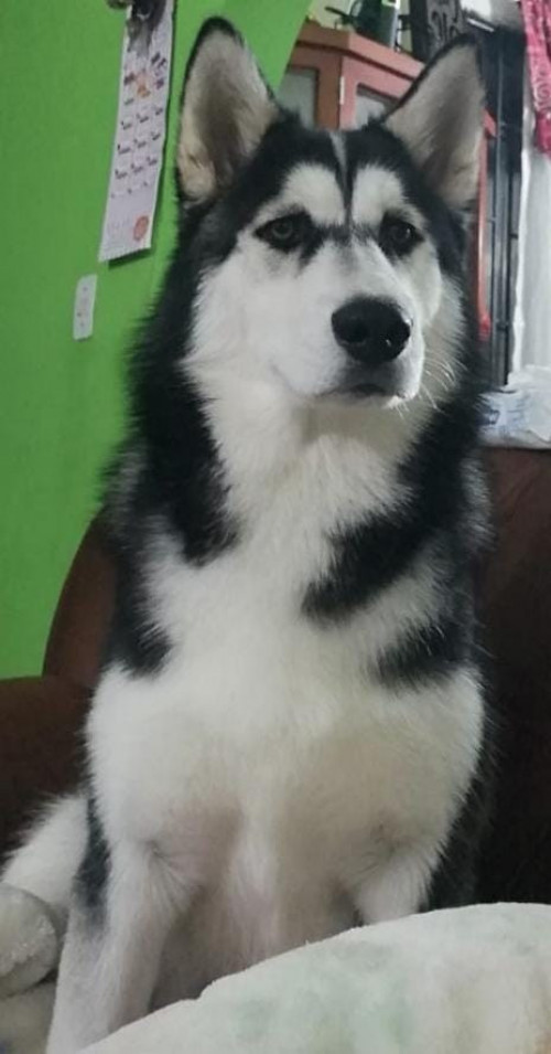 Balto