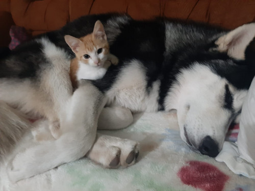 Balto
