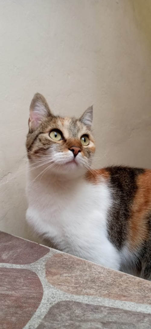 Lia