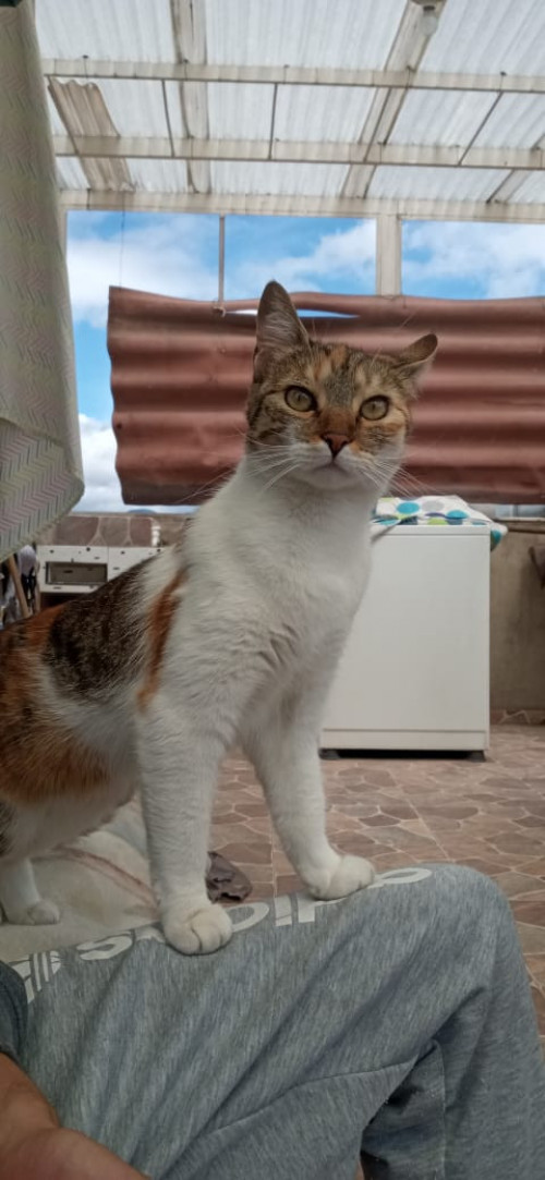 Lia