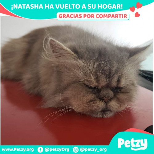 Foto de mascota Natasha