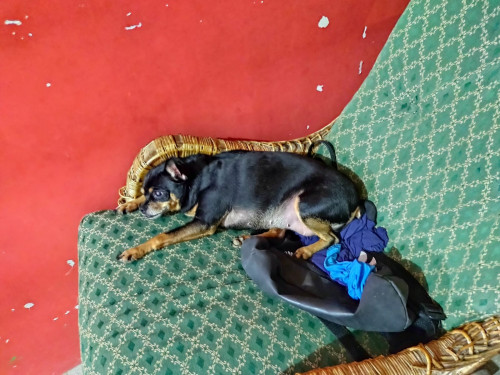 Lulú