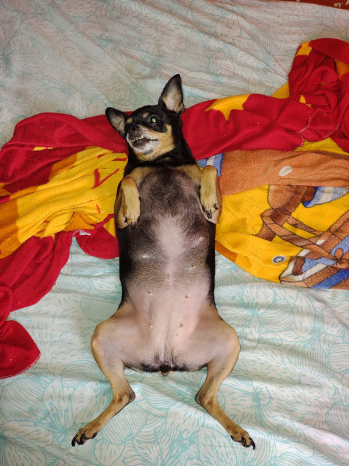 Lulú