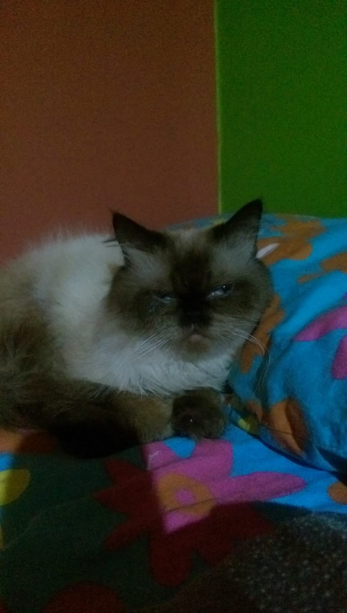 Max