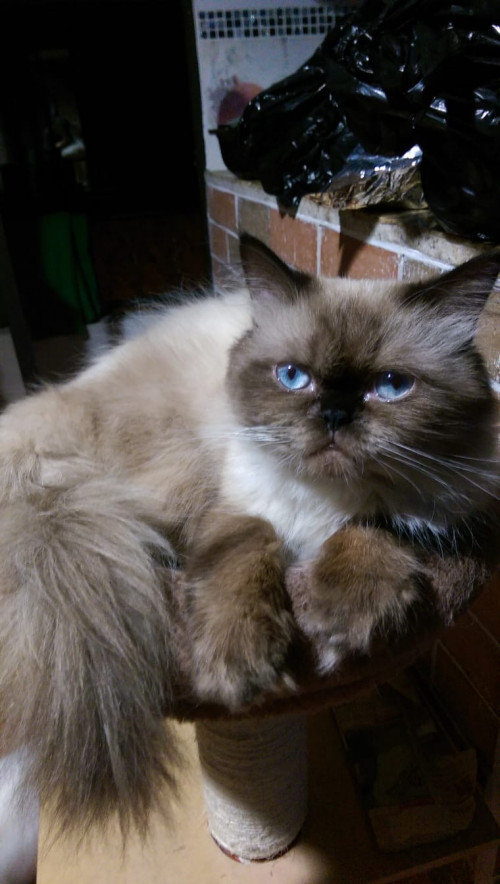 Max