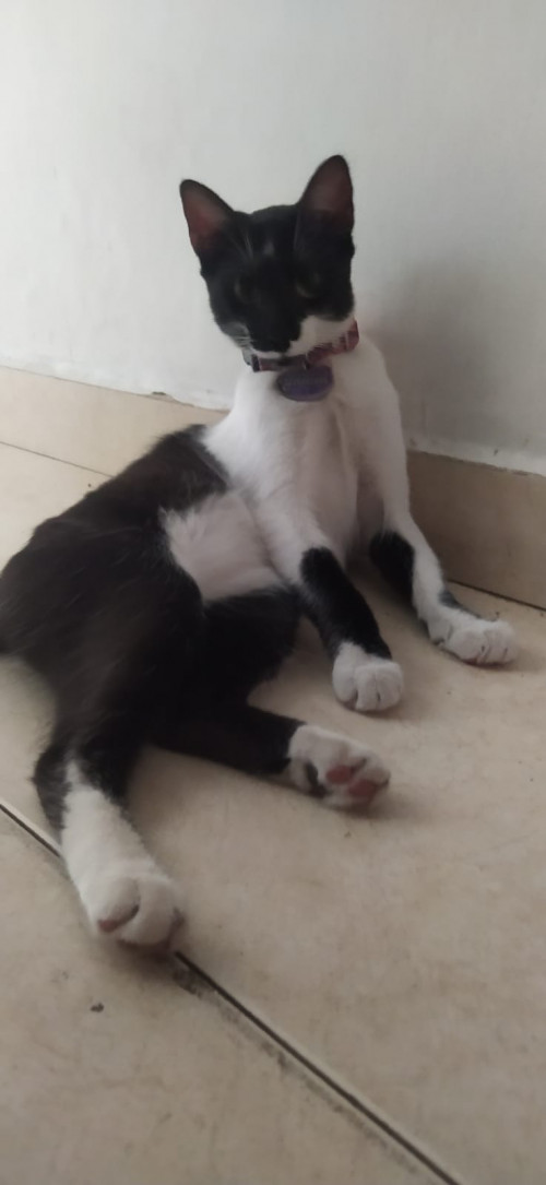 Duquesa