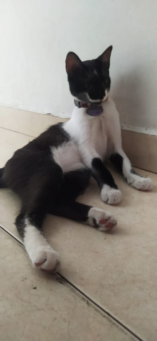 Duquesa