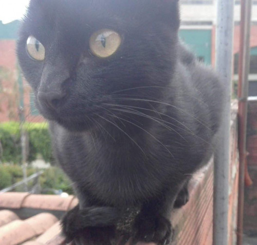 Mahia