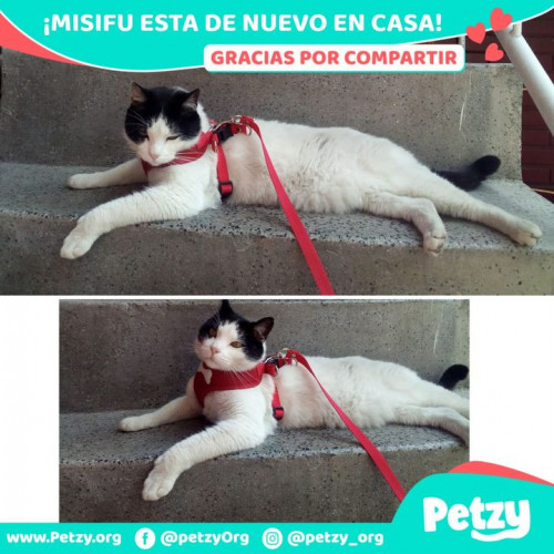 Foto de mascota Misifu