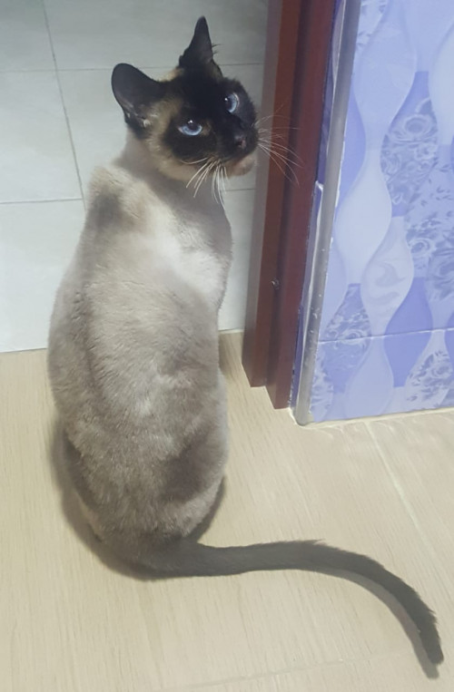 Simón