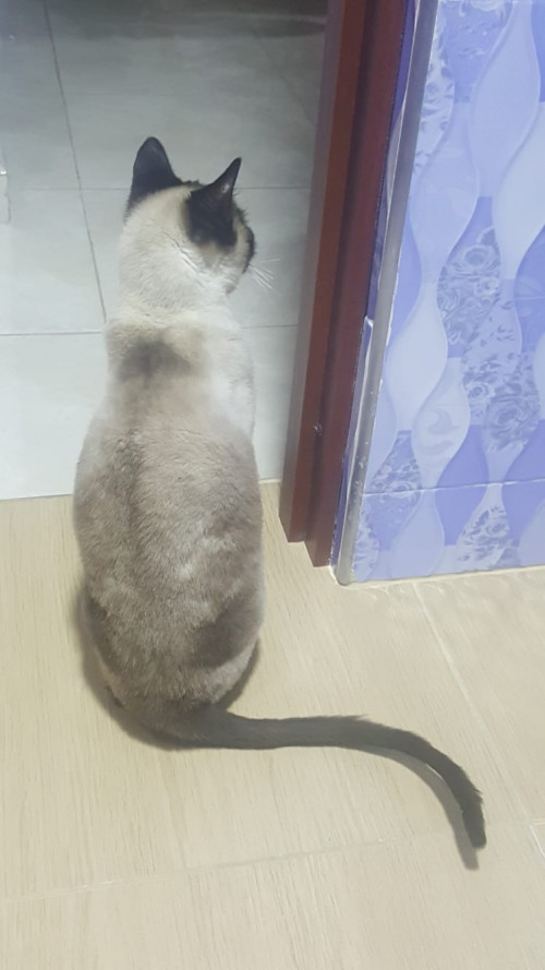 Simón