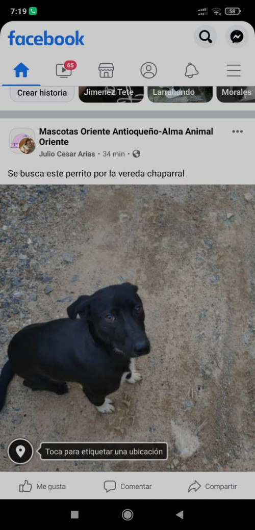 Pata Blanca