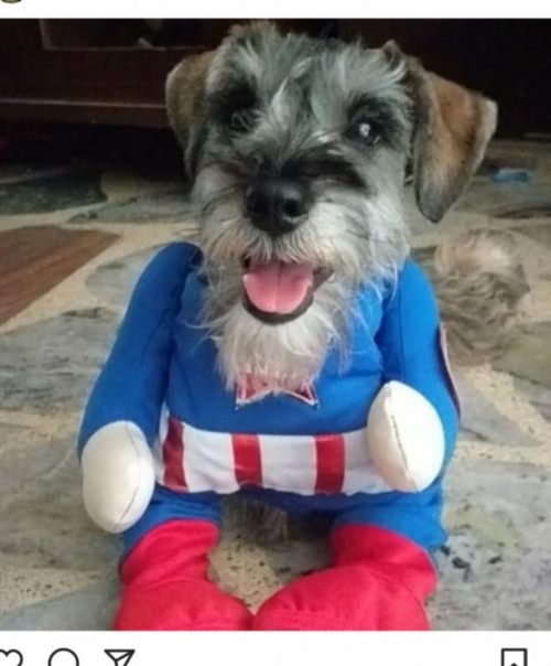 Apolo
