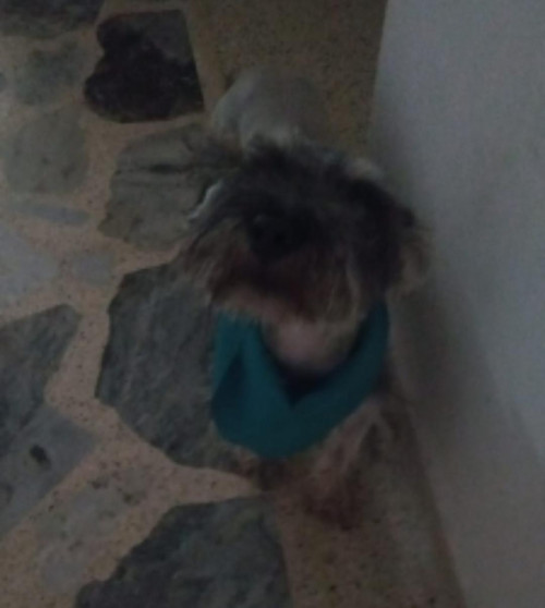 Apolo