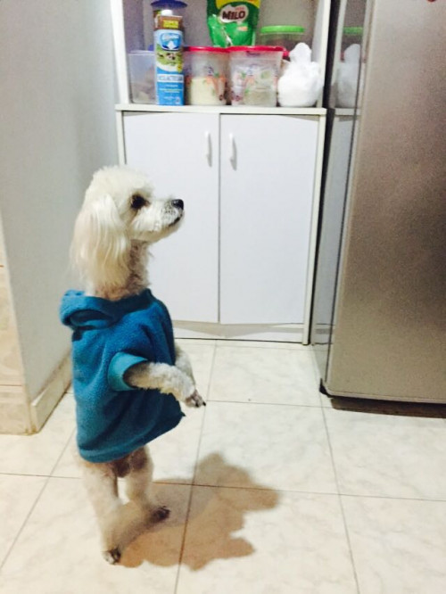 Dogui
