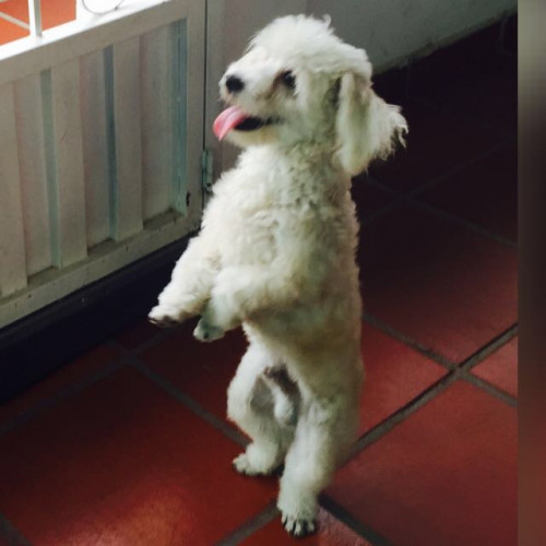 Dogui