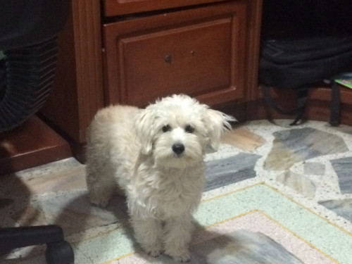 Dogui
