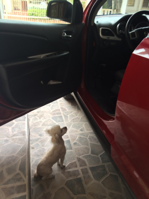 Dogui