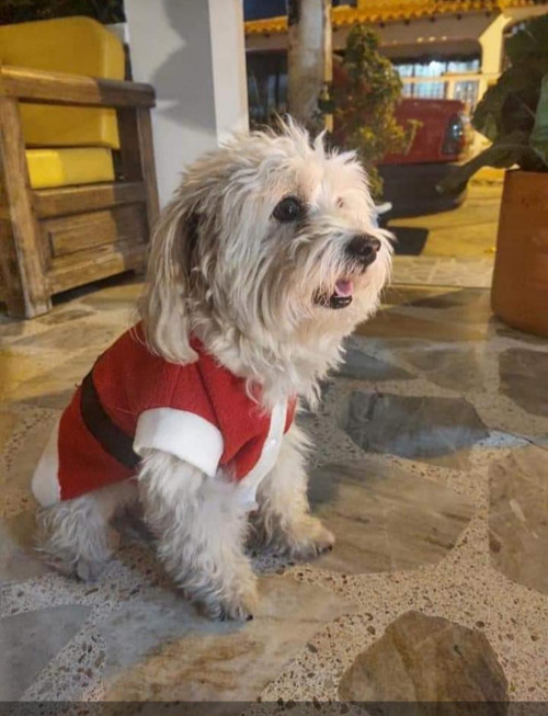 Dogui