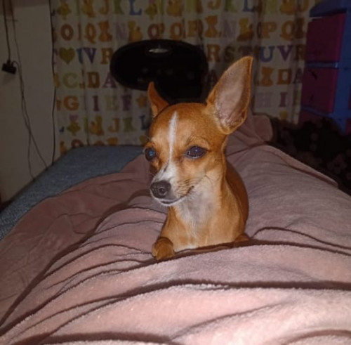Milu