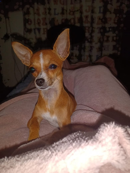 Milu