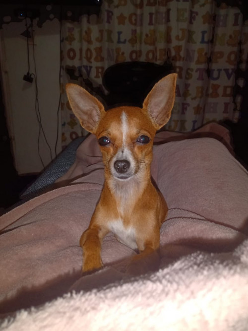 Milu