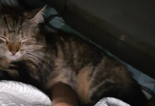 Helga