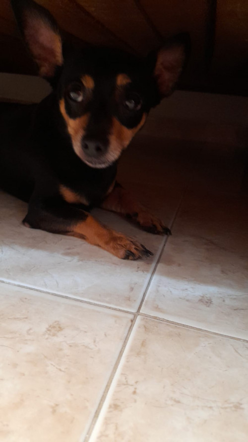 Joe