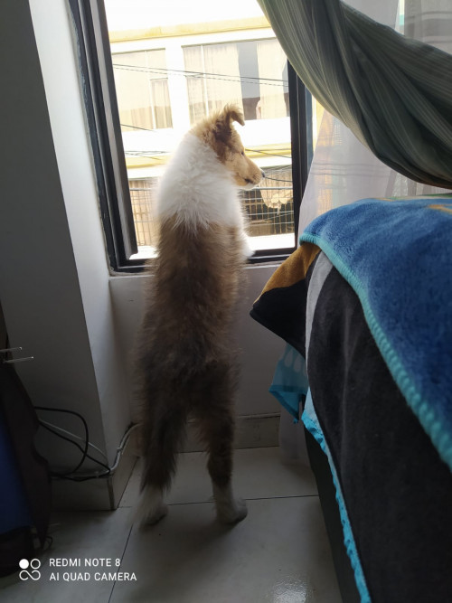 Aslan