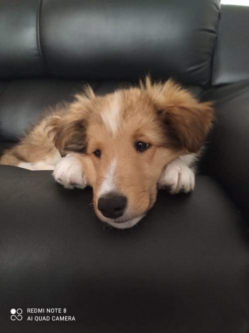 Aslan
