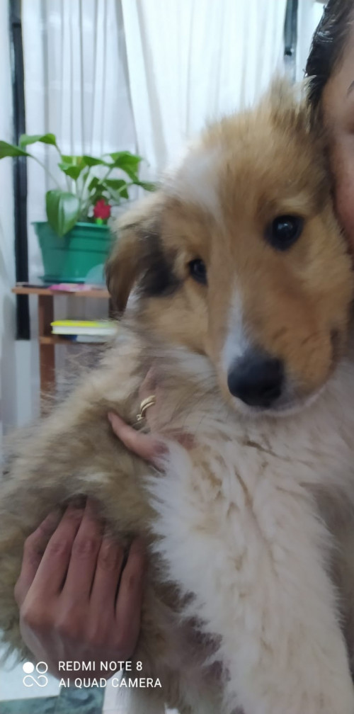 Aslan