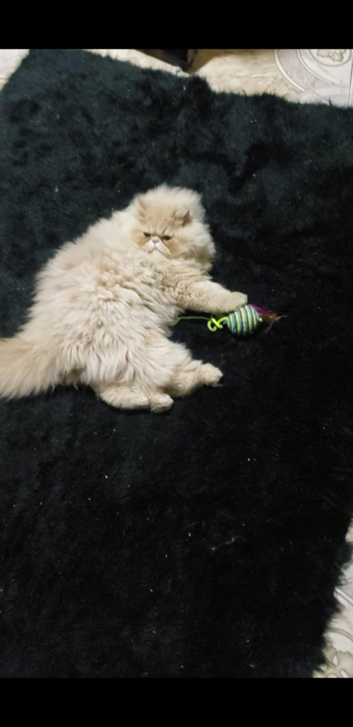 Jinks