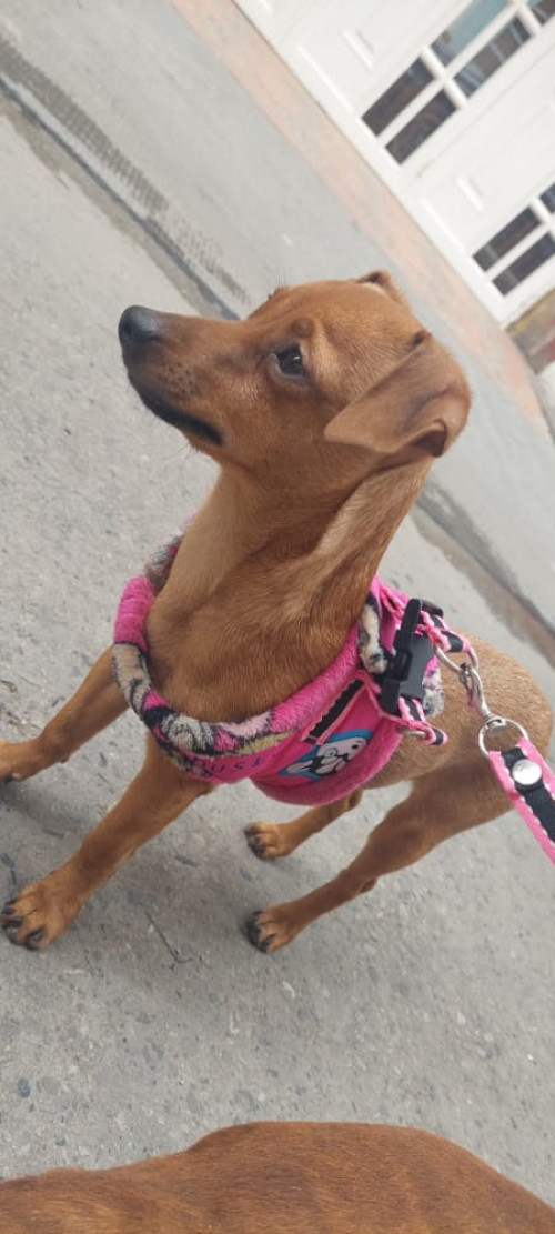 Lulu