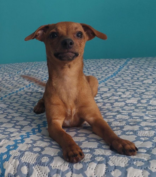 Lulu