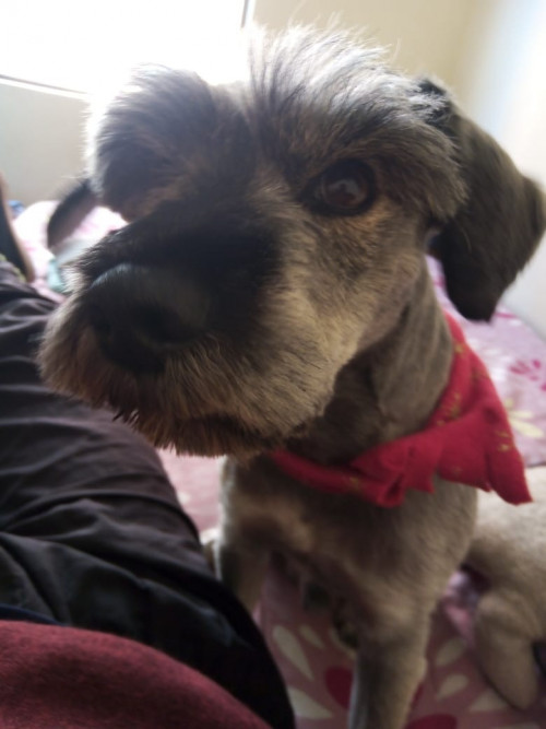 Nova