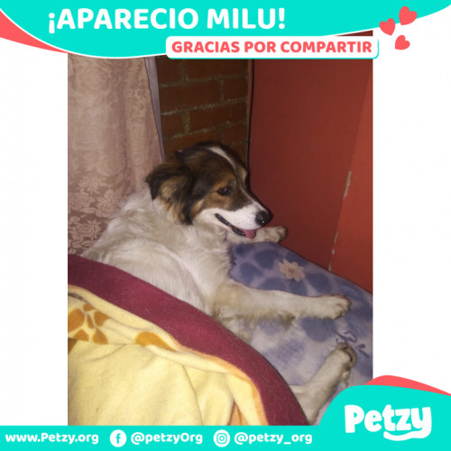 Foto de mascota Milu