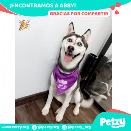 Foto de mascota Abby